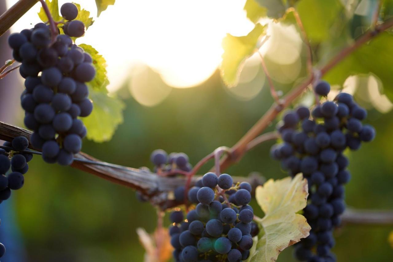 Weingut Martin Blass Erlabrunn  Exterior foto